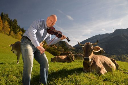 Mann spielt Geige auf einer Almwiese, umgeben von Kühen und Alpenlandschaft.