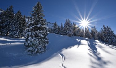 Schneebedeckte Landschaft mit Tannenbäumen und strahlender Sonne.