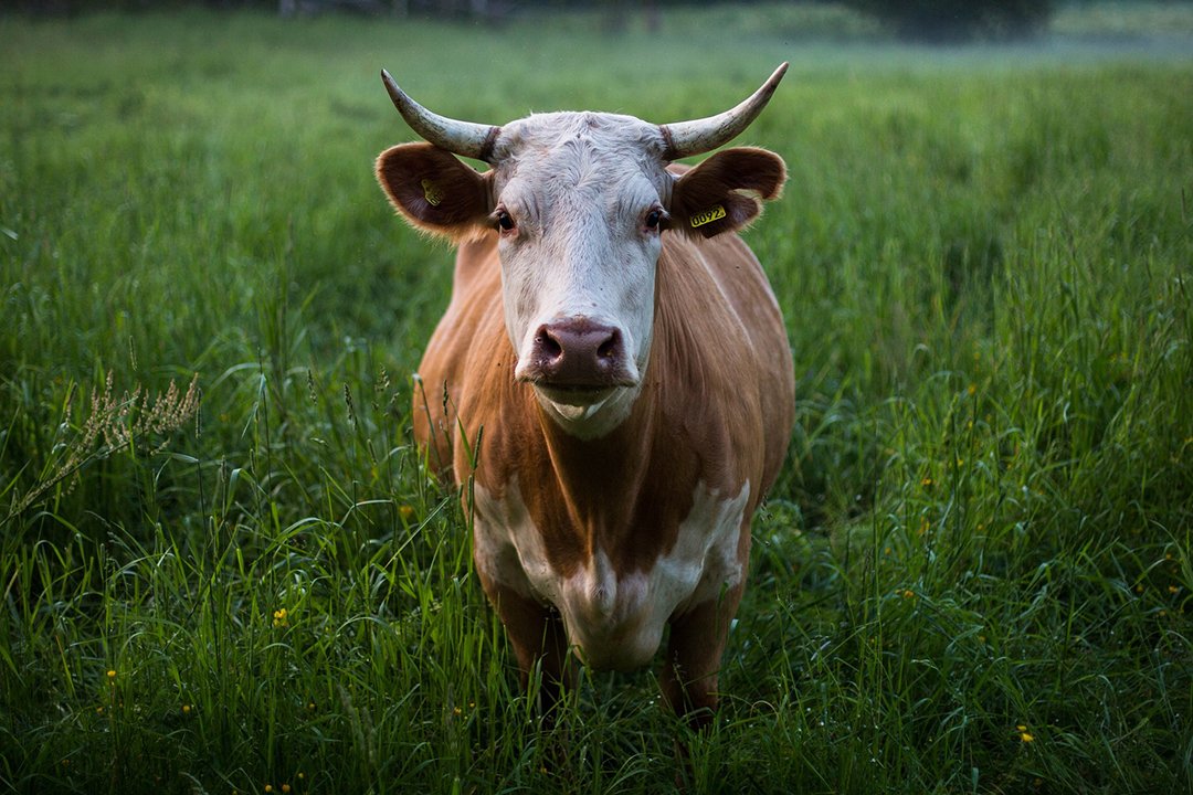 Eine Kuh steht auf einer grasbewachsenen Wiese.