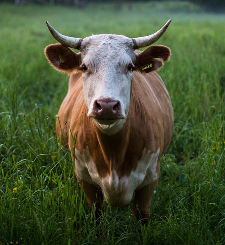 Eine Kuh steht auf einer grasbewachsenen Wiese.