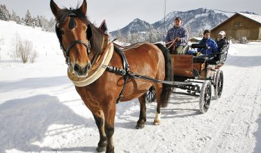 Eine Kutsche wird von einem Pferd durch den Schnee gezogen.