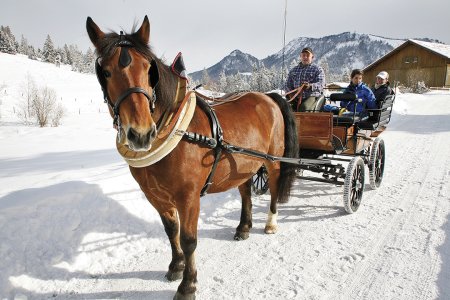 Eine Kutsche wird von einem Pferd durch den Schnee gezogen.