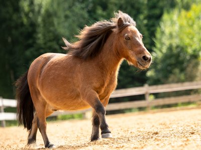 Das Pferd namens Fuzzi läuft mit wehender Mähne auf einem Reitplatz.
