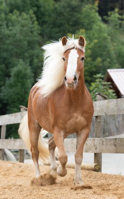 Das Pferd namens Coco läuft mit wehender Mähne auf einem Reitplatz.