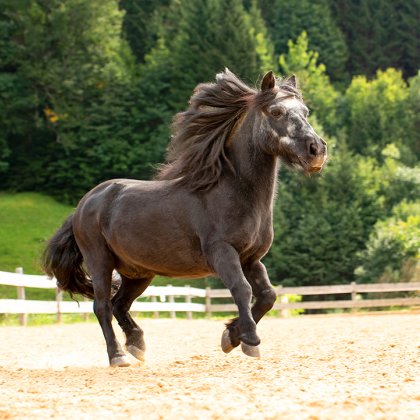 Das Pferd namens Max läuft mit wehender Mähne auf einem Reitplatz.