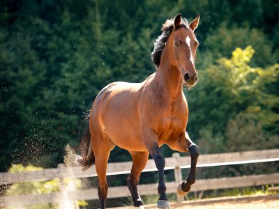 Das Pferd namens Quirina läuft mit wehender Mähne auf einem Reitplatz.