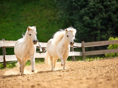 Zwei Pferde namens Lucy und Roxy laufen mit wehender Mähne auf einem Reitplatz.