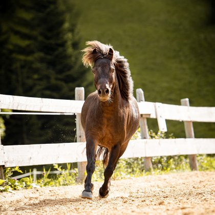 Das Pferd namens Frizzi läuft mit wehender Mähne auf einem Reitplatz.