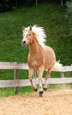 Das Pferd namens Fantasy läuft mit wehender Mähne auf einem Reitplatz.