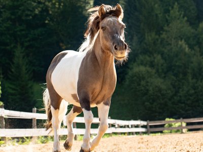 Das Pferd namens Fleur läuft mit wehender Mähne auf einem Reitplatz.
