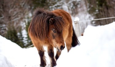 Ein dunkelbraunes Pony im Schnee.