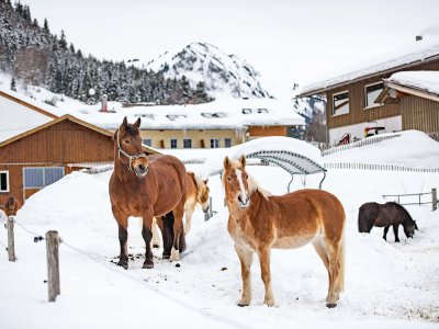 Pferde im Schnee im Hintergrund das Hotel.