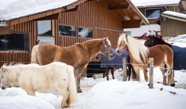 Pferde im Schnee vor einem Holzgebäude.
