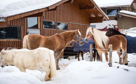 Pferde im Schnee vor einem Holzgebäude.